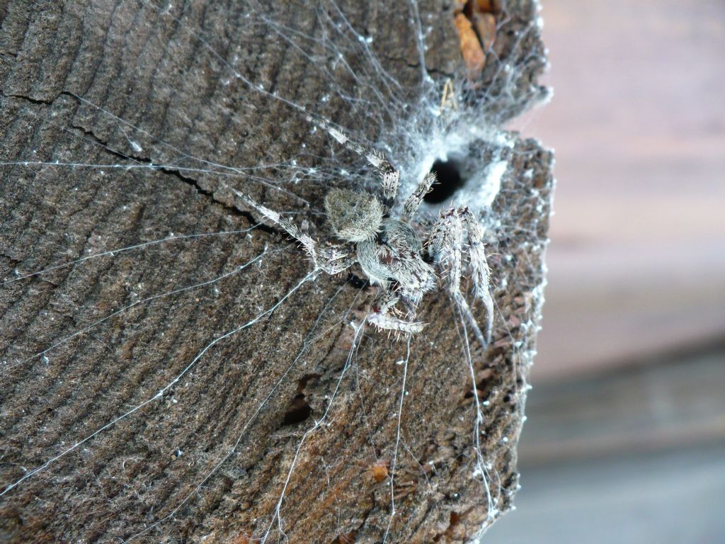 Araneus cf. angulatus - Morello (FI)